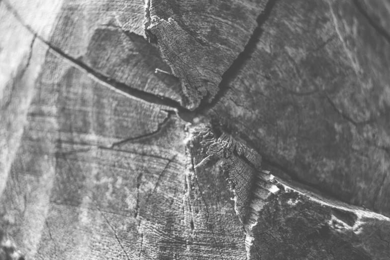 a black and white photo of a piece of wood, a macro photograph, pexels, land art, hd footage, scratches on photo, circular, detailed medium format photo