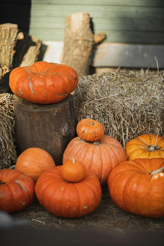 a pile of pumpkins sitting on top of a pile of hay, a still life, unsplash, slide show, 2 5 6 x 2 5 6 pixels, full width, about