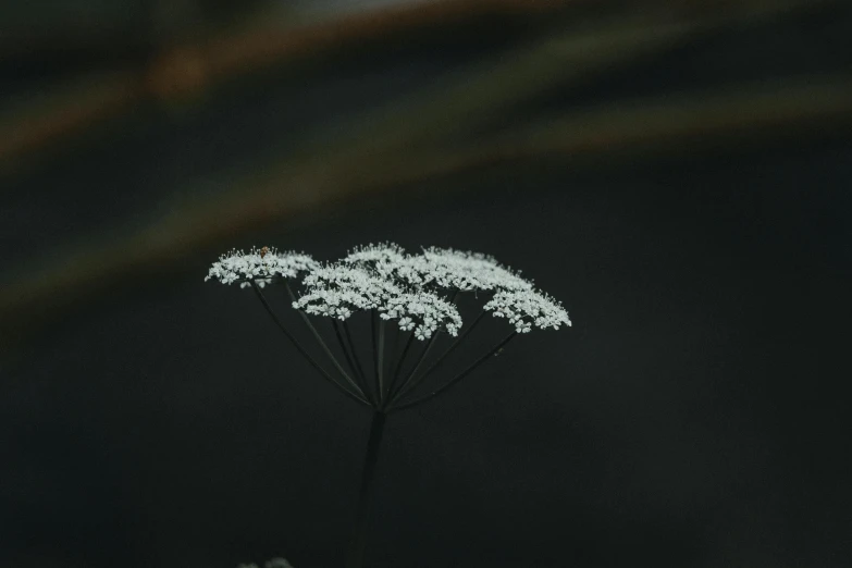 a black and white photo of a flower, inspired by Elsa Bleda, unsplash, art photography, gypsophila, on a dark swampy bsttlefield, space plants, in muted colours