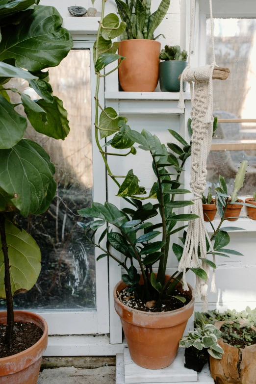 a shelf filled with potted plants next to a window, by Elsie Henderson, trending on unsplash, light and space, long trunk holding a wand, in bloom greenhouse, studio photo, soft details
