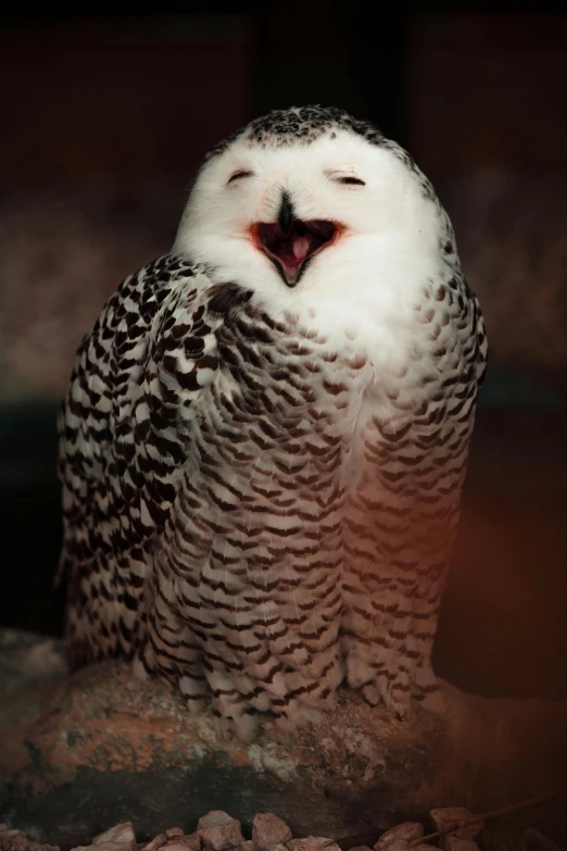 a snowy owl sitting on top of a pile of rocks, an album cover, trending on pexels, hurufiyya, happy with his mouth open, ██full of expressions██, singing for you, owls