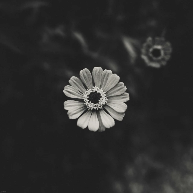 a black and white photo of a flower, by Karl Buesgen, unsplash, made of flowers, miniature cosmos, instagram picture, detailed medium format photo