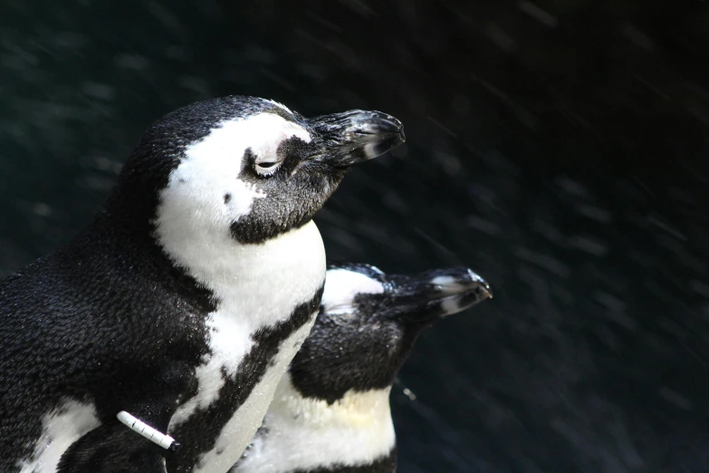 a couple of penguins standing next to each other, a photo, pexels contest winner, hurufiyya, covered in water drops, looking upwards, 2000s photo, fan favorite