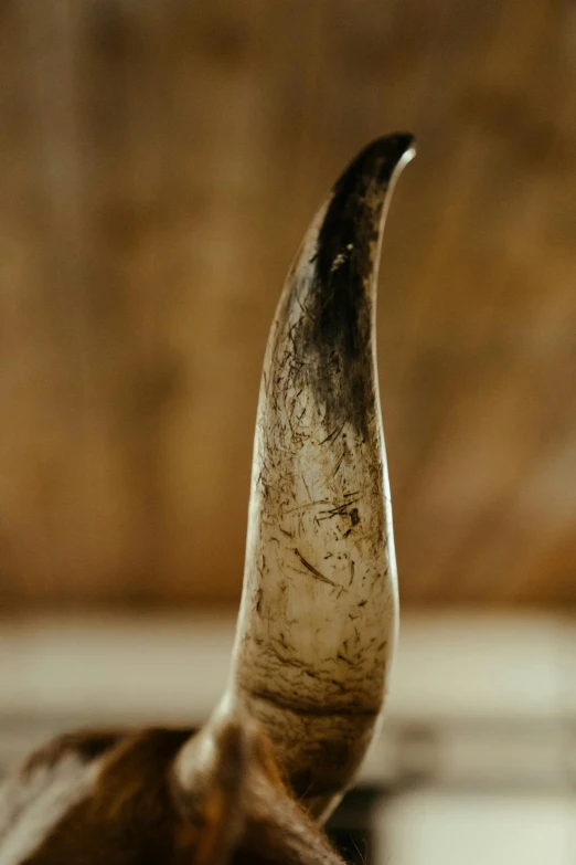a close up of a bull's head with horns, trending on pexels, renaissance, cow hoof feet, holding scimitar made of bone, 35 mm product photo”, lit from the side