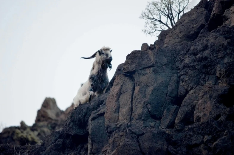 a goat standing on top of a rocky hill, by Matija Jama, pexels contest winner, figuration libre, black volcano afar, still from a live action movie, bushy white beard, hunting