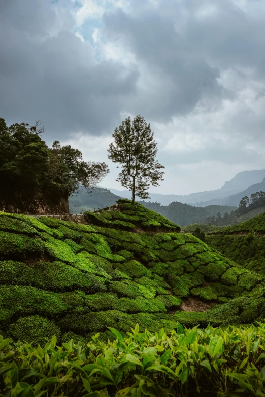 a tree sitting on top of a lush green hillside, by Max Dauthendey, unsplash contest winner, sumatraism, tea, kerala motifs, overcast skies, verdant topiary