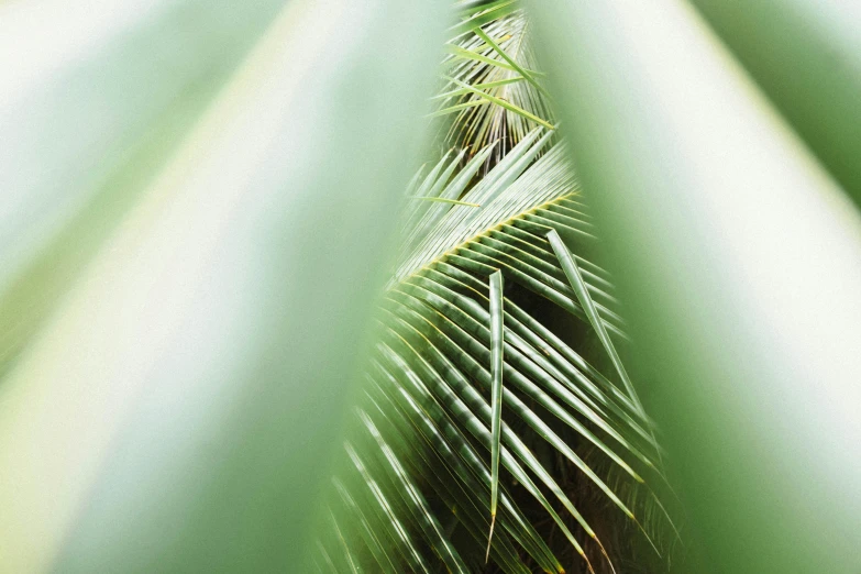 a bird sitting on top of a palm tree, a macro photograph, inspired by Elsa Bleda, unsplash, soft vinyl, lush green, medium format, ethereal abstract