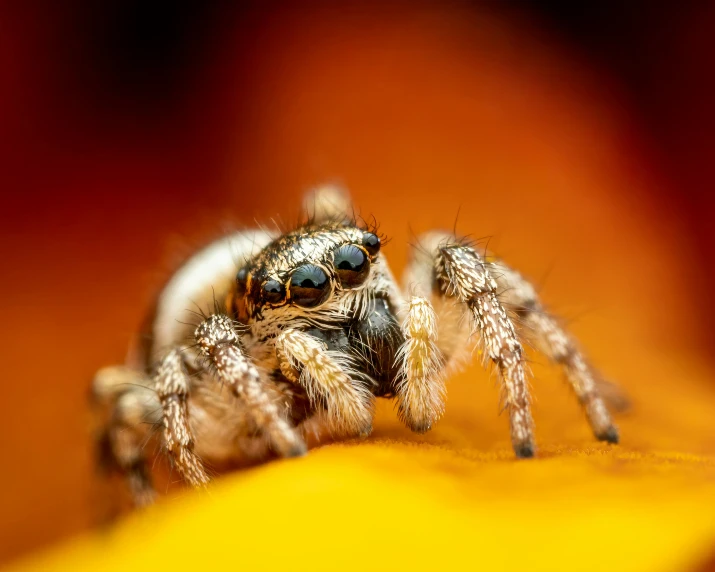 a close up of a spider on a yellow flower, by Adam Marczyński, pexels contest winner, jumping spider, 🦩🪐🐞👩🏻🦳, in front of an orange background, large grey eyes