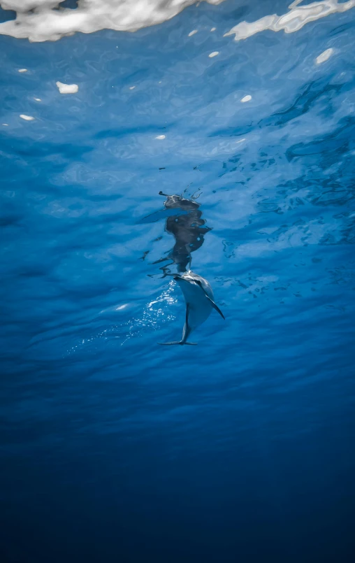 a dolphin swimming under the surface of the water, unsplash, hurufiyya, lion fish, azores, perfect photo, morning hour