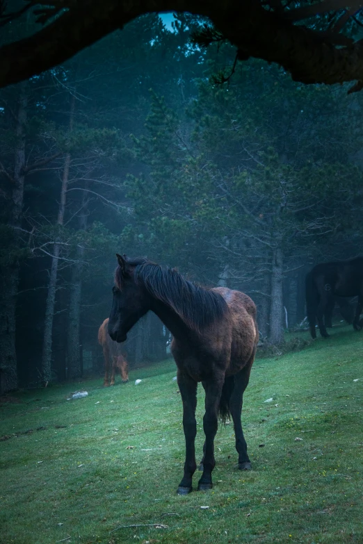 a brown horse standing on top of a lush green field, foggy forest at night, in spain, in a row, 2019 trending photo