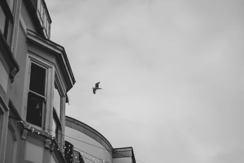 a black and white photo of a bird flying over a building, by Tamas Galambos, pexels contest winner, high quality upload, wellington, windows and walls :5, nika maisuradze