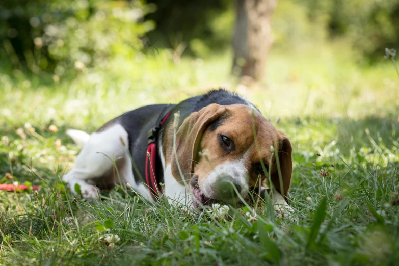 a dog that is laying down in the grass, cute beagle, taken with sony alpha 9, eating, clear and sunny