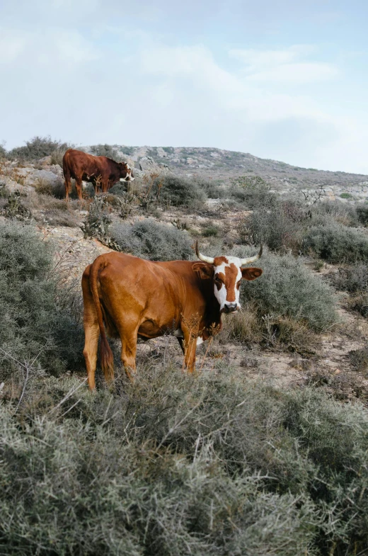 a couple of cows that are standing in the grass, les nabis, rocky desert, amongst foliage, uncropped, multiple stories