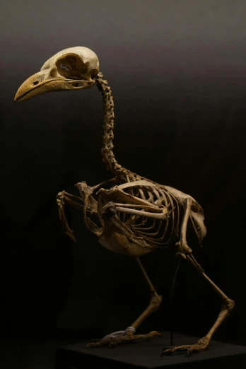 a bird skeleton sitting on top of a wooden block, by Derek Chittock, in front of a black background, museum, scientist is a duck, taken in the late 2010s