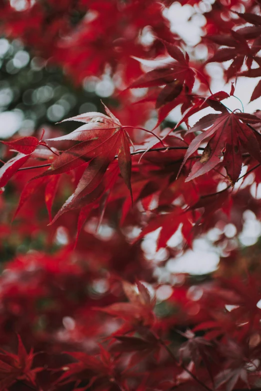 a close up of a tree with red leaves, leaves in the air, no cropping, paul barson, lightweight