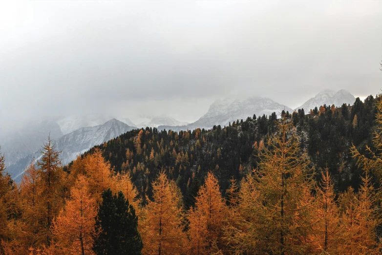 a herd of cattle grazing on top of a lush green field, by Sebastian Spreng, pexels contest winner, maple trees with fall foliage, cypresses, overcast gray skies, snow capped mountains