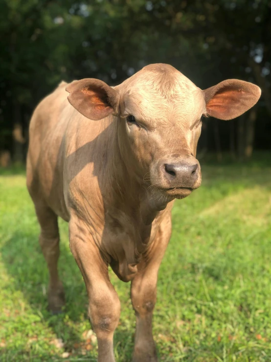 a brown cow standing on top of a lush green field, profile image