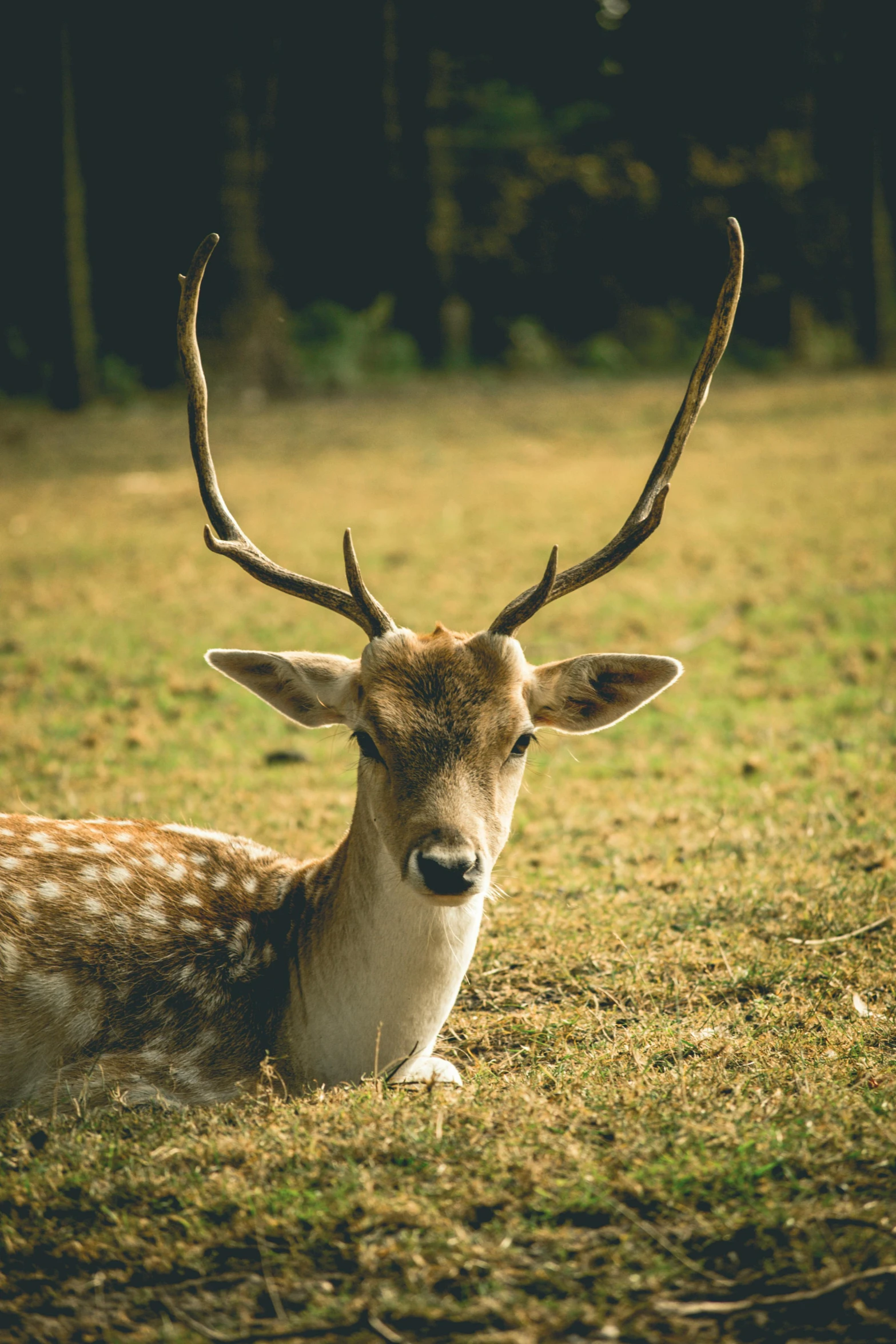 a deer that is laying down in the grass, pexels contest winner, horns on head, spotted, long chin, vintage color