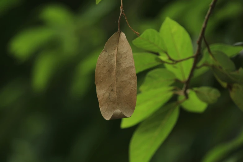 a brown leaf hanging from a tree branch, inspired by Joseph Beuys, trending on pexels, hurufiyya, a green, nuttavut baiphowongse, exterior shot, tan