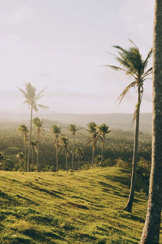 a group of palm trees sitting on top of a lush green hillside, golden hour in boracay, lush farm lands, carson ellis, show