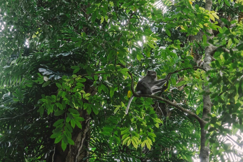 a monkey that is sitting in a tree, by Daniel Lieske, unsplash, sumatraism, taken on iphone 14 pro, lots of vegetation, grey, 5 feet away