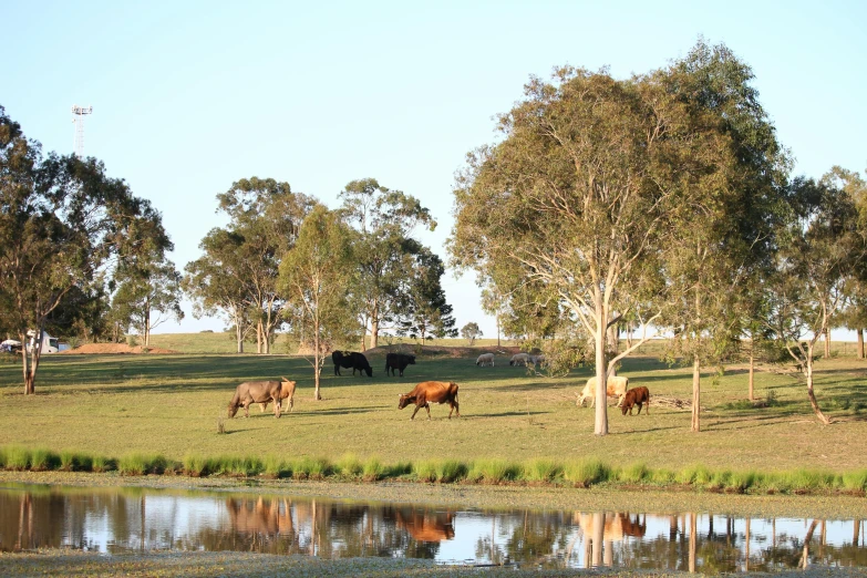 a herd of cattle walking across a lush green field, by Elizabeth Durack, flickr, land art, near pond, eucalyptus trees, of augean stables, calm evening