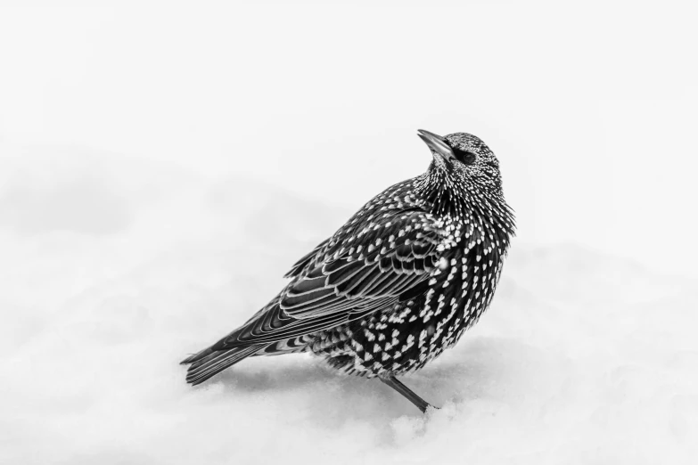 a black and white photo of a bird in the snow, by Jan Kupecký, elegant highly detailed, speckled, 🦩🪐🐞👩🏻🦳, isolated on white
