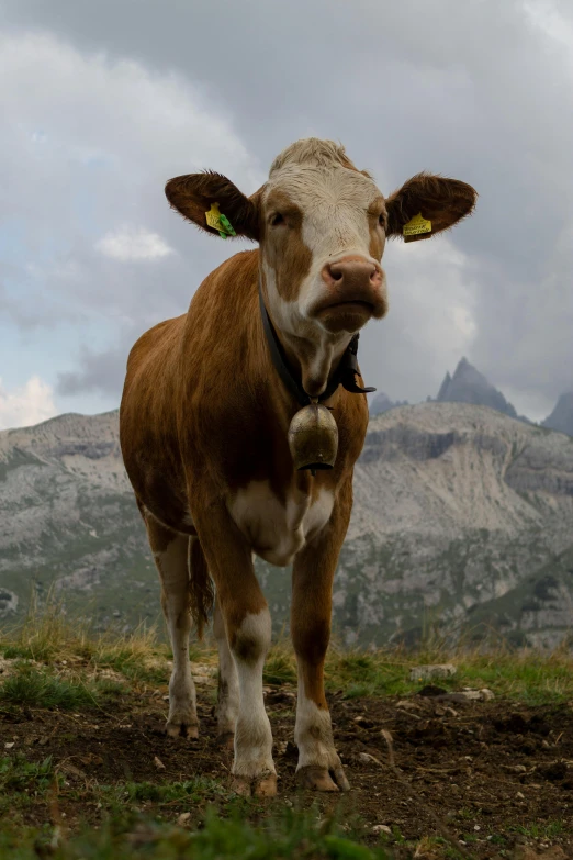 a brown and white cow standing on top of a grass covered field, in the dolomites, scowling, fujifilm”