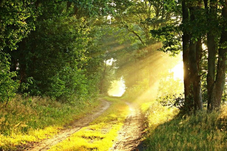 a dirt road in the middle of a forest, pexels, romanticism, butterflies and sunrays, fan favorite, holy light, sunny afternoon