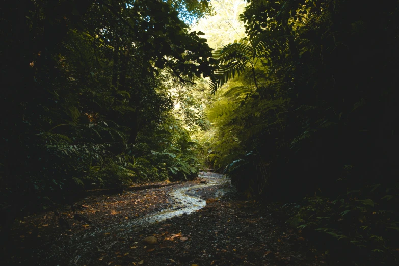 a dirt road in the middle of a forest, an album cover, inspired by Elsa Bleda, unsplash contest winner, australian tonalism, wet lush jungle landscape, new zealand, inside a gorge, forest picnic