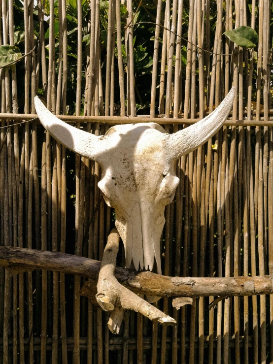 a cow skull sitting on top of a wooden fence, slide show, bali, ((skull)), in the zoo exhibit