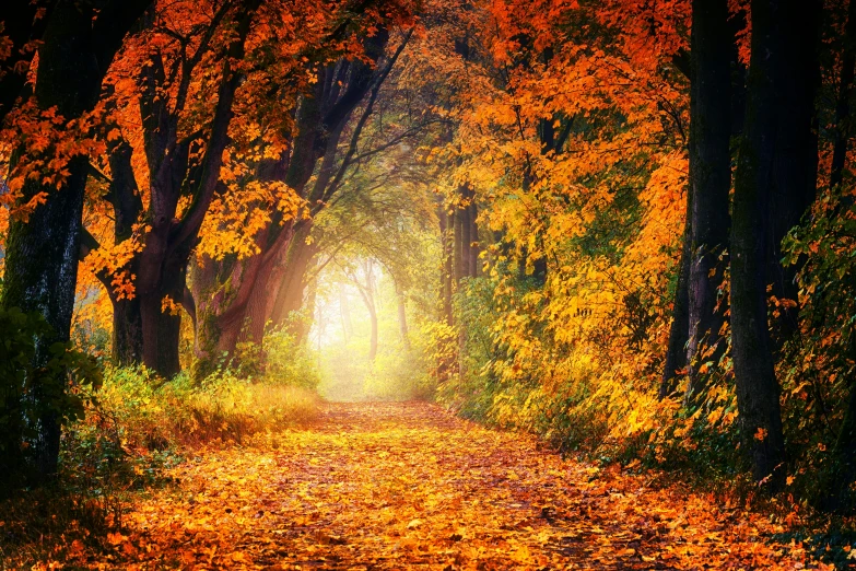 a forest filled with lots of trees covered in yellow leaves, by Maksimilijan Vanka, shutterstock, fine art, blossoming path to heaven, 2 5 6 x 2 5 6 pixels, fall leaves on the floor, beams of golden light