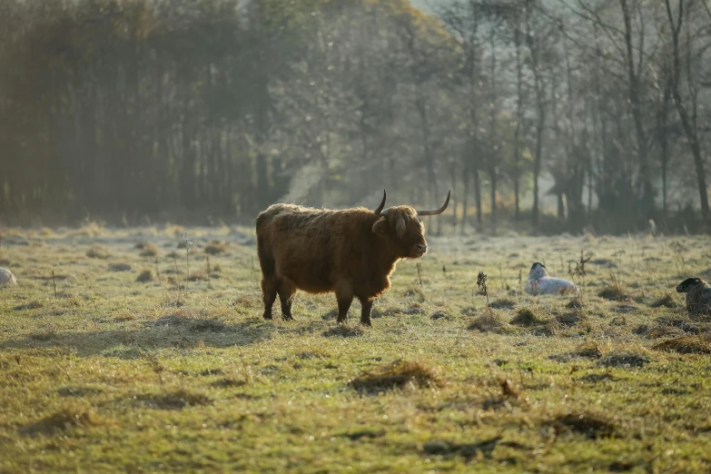 a brown cow standing on top of a grass covered field, deer in sherwood forest, 2022 photograph, highlands, loish van baarle