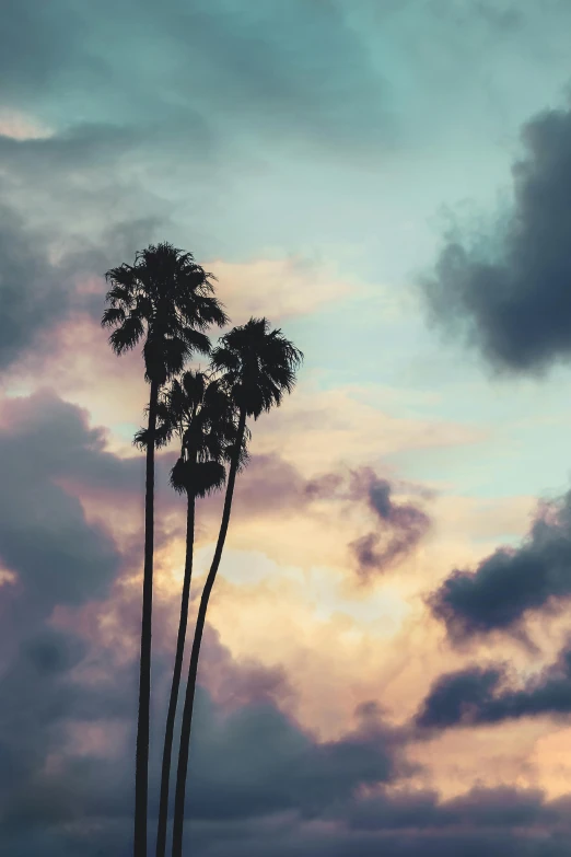 two palm trees are silhouetted against a cloudy sky, an album cover, inspired by Elsa Bleda, unsplash contest winner, !dream los angeles, profile image, ☁🌪🌙👩🏾, beautiful and spectacular dusk