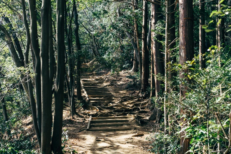 a dirt path in the middle of a forest, inspired by Masamitsu Ōta, unsplash, mingei, outdoor staircase, 2000s photo