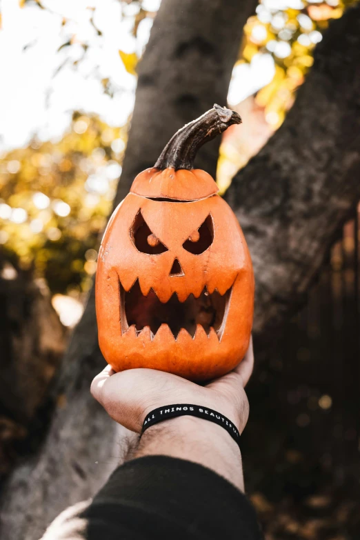 a person holding a carved pumpkin in front of a tree, sneering, item, handheld, profile image