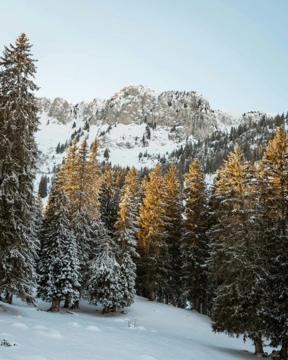 a man riding a snowboard down a snow covered slope, pexels contest winner, renaissance, spruce trees, a cozy, brown, dolomites