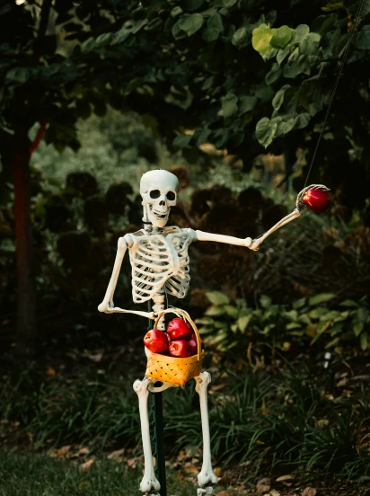 a skeleton holding an apple in one hand and an apple in the other, pexels contest winner, pvc poseable, gardening, profile image, tall
