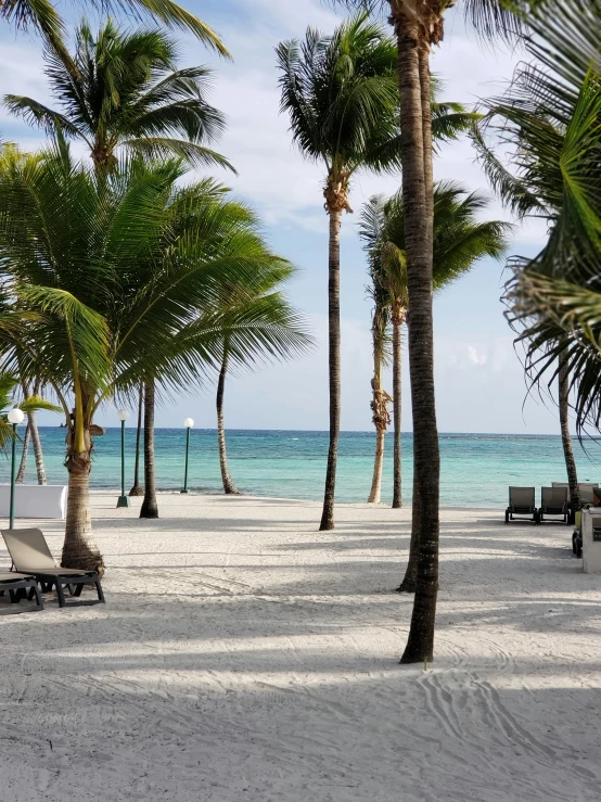 a couple of lounge chairs sitting on top of a sandy beach, coconut trees, walkway, less detailing, flatlay