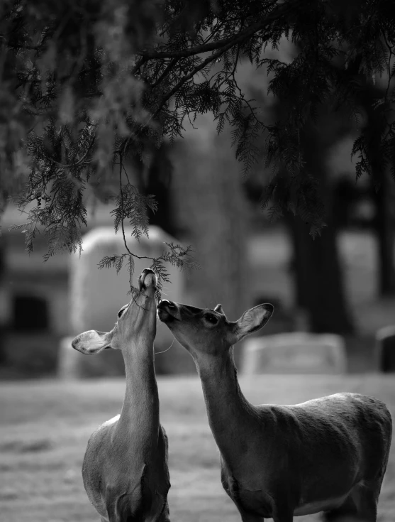 a couple of deer standing next to each other, a black and white photo, by Scott Gustafson, art photography, cinematic. by leng jun, lovely kiss, eating, in the park