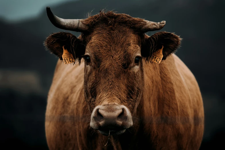 a brown cow standing on top of a lush green field, pexels contest winner, renaissance, rugged face, on a dark background, face of an ox, animal horn