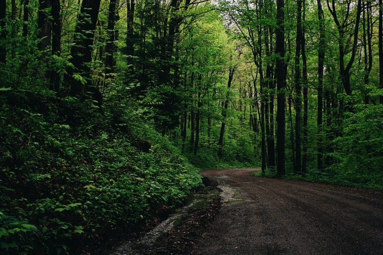 a dirt road in the middle of a forest, green and black, fan favorite, paved roads, ansel ]