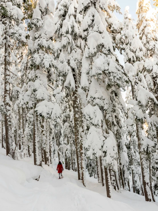 a man riding skis down a snow covered slope, by Anna Haifisch, pexels contest winner, giant trees, cascadia, profile image, crimson themed