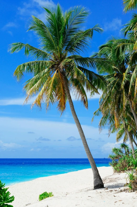 a beach with palm trees and the ocean in the background, slide show, maldives in background, idyll, soft-sanded coastlines