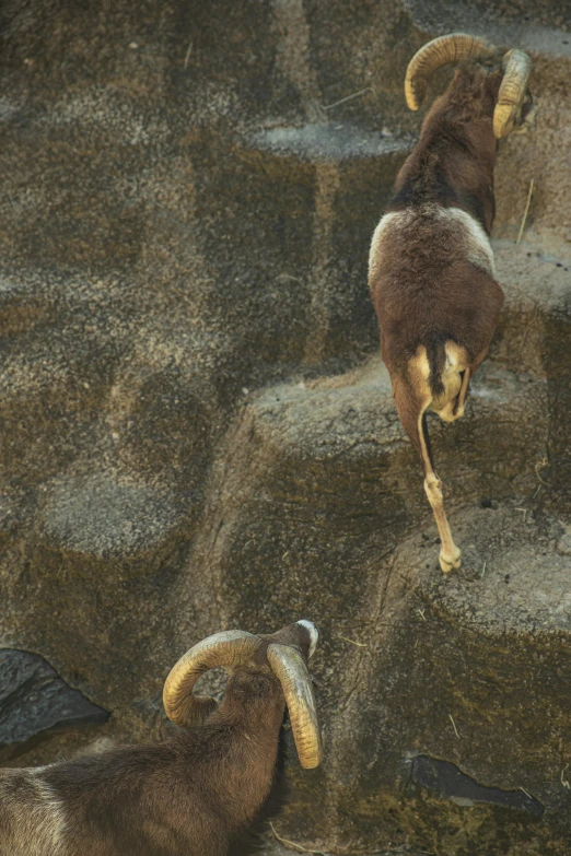 a couple of rams that are standing on some rocks, a cave painting, unsplash, renaissance, australian tonalism escher, high angle shot, jump, morning detail