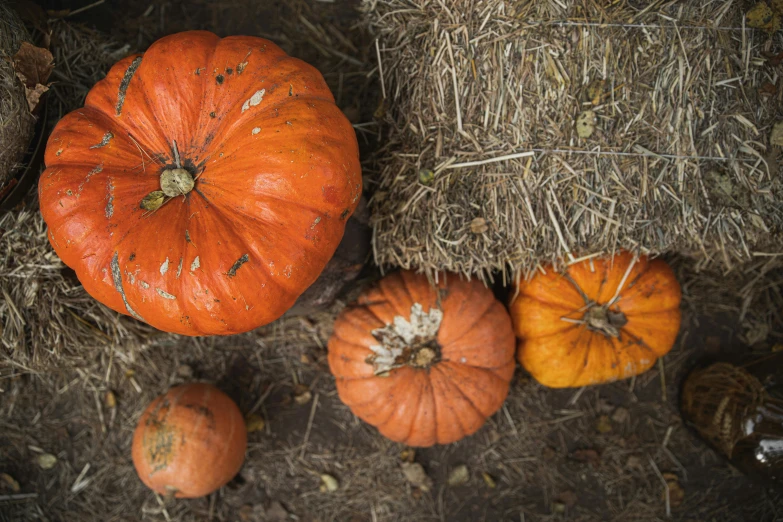 a group of pumpkins sitting on top of a pile of hay, a portrait, unsplash, digital image, top down photo, 3 4 5 3 1, fan favorite