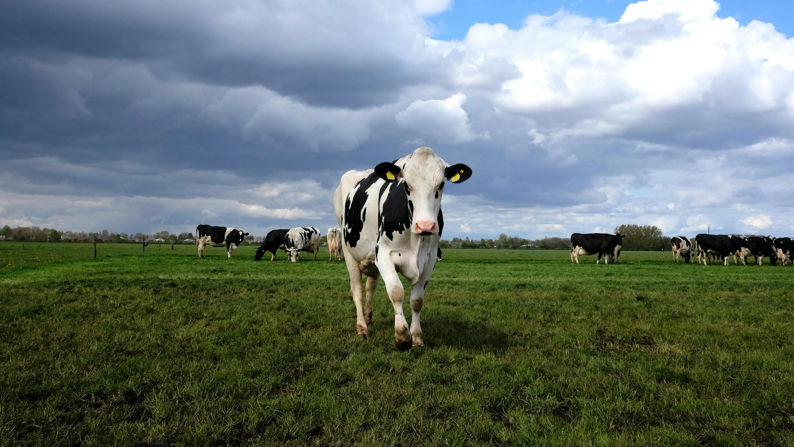 a black and white cow standing on top of a lush green field, milk puddles, partly cloudy day, photograph, no cropping