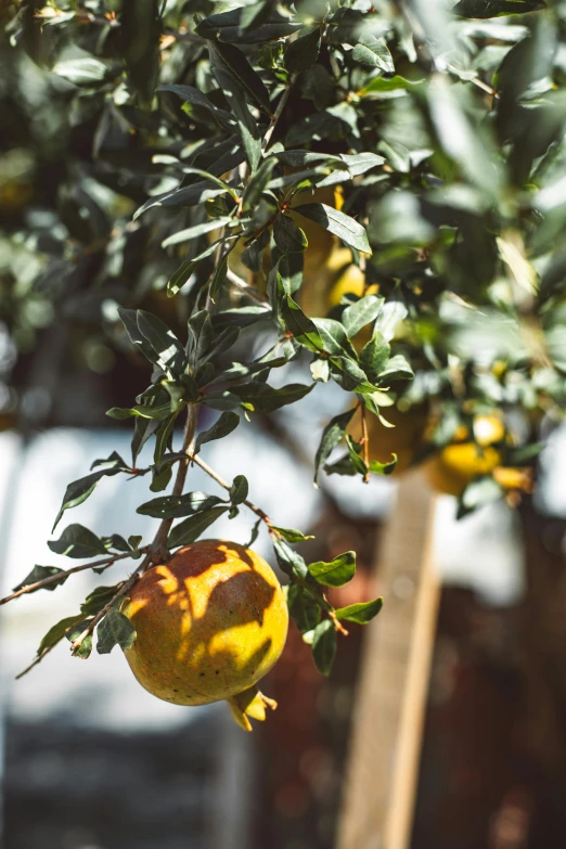 a pomegranate hanging from a tree on a sunny day, unsplash, renaissance, yellow and ornage color scheme, background image, sukkot, trees in foreground