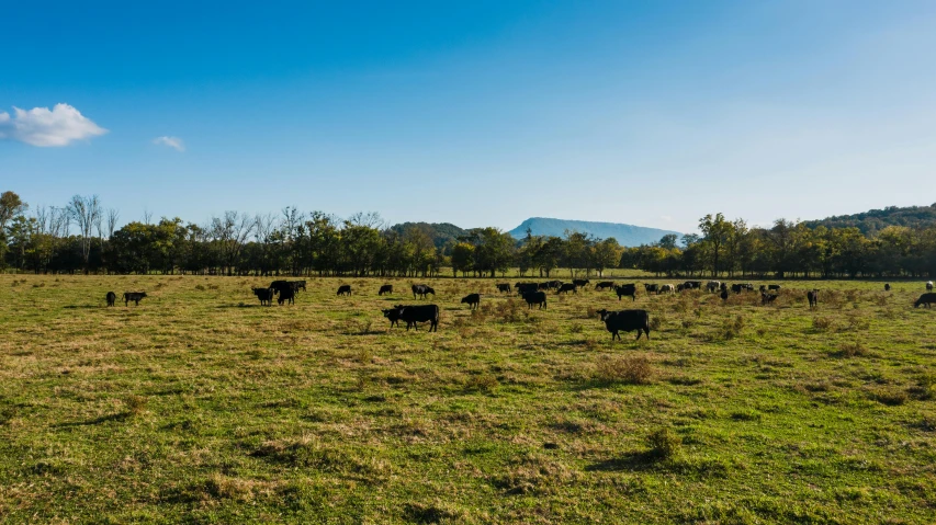 a herd of cattle grazing on a lush green field, by Thomas Carr, unsplash, sydney park, with mountains in the distance, alabama, well built