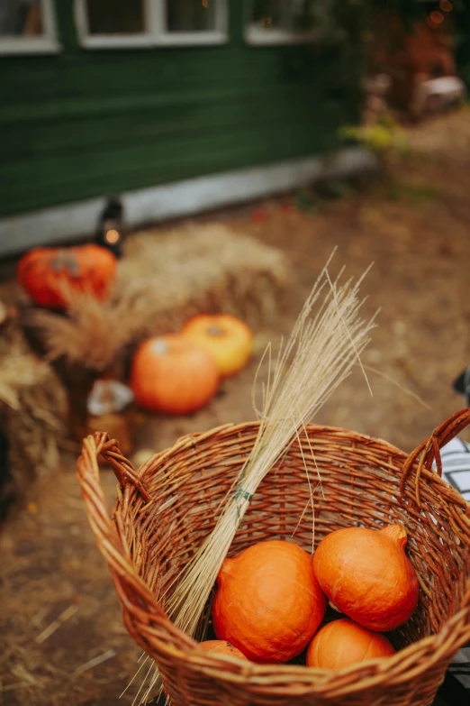 a wicker basket filled with oranges next to hay, by Julia Pishtar, pumpkins, walking down, holiday, square